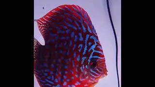 Colorful Aquarium Fishs #asmr❤️#1