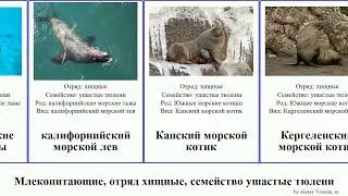 Млекопитающие, отряд хищные, семейство ушастые тюлени Carnivora order Carnivora family Otariidae