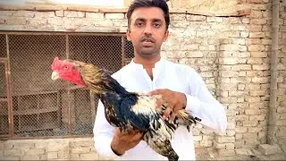Aseel Murga Aur Aseel Murgi Agaye 🐓🐔 || Ali&rsquo;s Pet Adventures