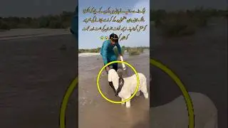 Man fights snake to save baby goat #shorts #youtubeshorts #Snake #Goat #Rescue #SnakeAttack #Scary