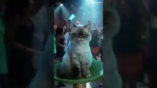 Samstag Abend Party😻#cutecats #funnycats #cats #shortyoutube #viralcats #meow #miau #neko #katzen