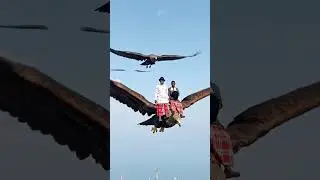 rooth to the Animal kingdom