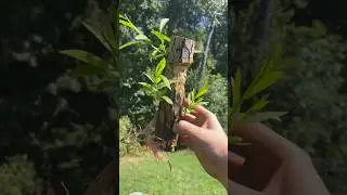 4 Week Update on My Largest Weeping Willow-Spirit
