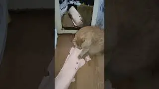 Stress Relieving Therapy #free #therapy #healing #health #shorts #cat #animals #funny #memes #viral
