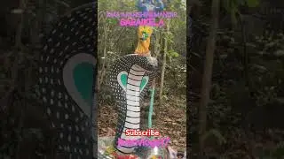 maa Akarshini Mandir Kharsawan Saraikela #kharsawan #vlogs #temple #shortfeed #shorts #viralshorts