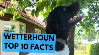 Wetterhoun - TOP 10 Interesting Facts - Frisian Water Dog