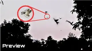 Crow & Nightingale Hunting insect in evening time on my village - insect vs Bird fight hunting
