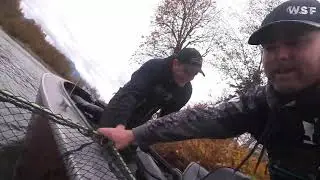 Skykomish River Chum Collection with WDFW