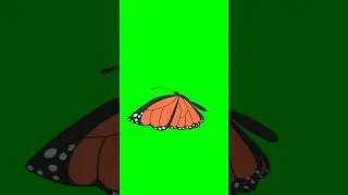 butterfly flying green screen video | butterfly green screen animation