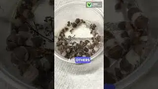 Равноногие раки #Cubaris #pandaking могут быть чрезвычайно изменчивы!