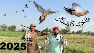 Russian Dove hunting in Pakistan New  2025 #dovehunting #Russiandovehunting #dovehuntinghuntingvideo