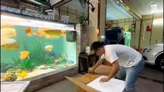 Incredible of Aquarium Setup: Betta Fish, Goldfish, Tropical and Koi Fish Care Tips #98