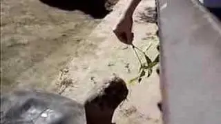 Tortoise feeding