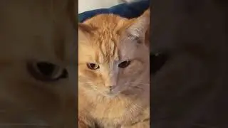 Comfy cats, pretty feet.