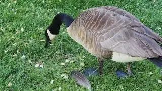 Goose foraging