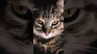 Кошки видят в темноте ЛУЧШЕ, чем люди?