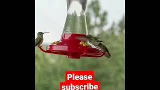cute bird video#shorts#ICSTV24