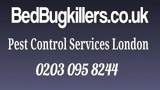 pest control near me