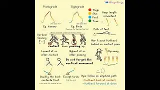 Biped Walk Cycle Tutorial - Animation Tutorial- CORRECTED #animation #animationmeme #art