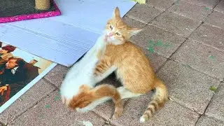 😆🐱 Jump, Run, Catch! Kittens in Play Mode