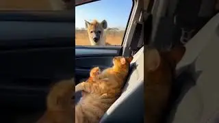 #cat Let's be kind and positive to each other and be good#hero#animalshorts #kitten