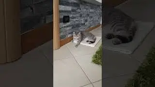 Funny Cat🤪 Khiry's