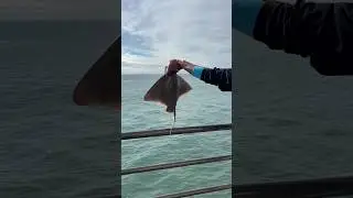 Big bat ray C&R! #fishing #hbpier #fish #ocean