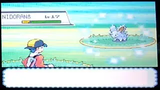 [Safari Week][LIVE!] Win or Fail? Shiny Nidoran♂ After 9034 REs!! [HG/SS]