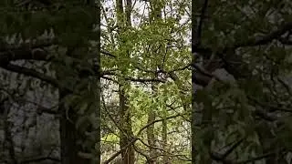 My Backyard Barred Owl Habitat #barredowls #barredowlchicks #2024 #urbanwildlife
