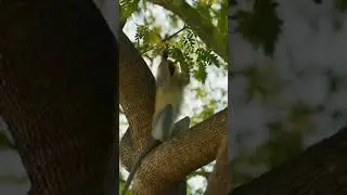 The Tree That Spoke First