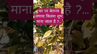 How Holy is to grow belpatra at home #belpatra #gardening #howto