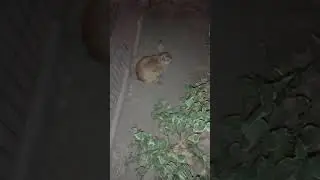 It's not easy to catch my bunny!🐇😄🌌/ Синнамен, пора идти в клетку! 😃🐇 Пытаюсь поймать мою рыжульку 😃
