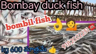 Bombay duck (bombil fish) dry fish in vodarevu/wholesale price of dry fish in vodarevu/🤷for orders☎️