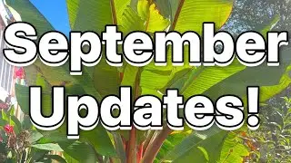 The Garden Got a WHOLE New Look Now! September Tropical Garden Updates