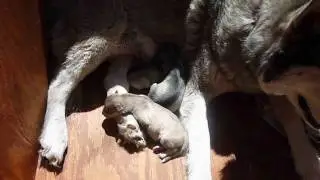 Seawolf Racing Sled Dogs - Dixie's Pups, Day 1