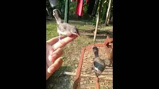 perbedaan ciblek kristal jantan dan betina. 100% tepat.