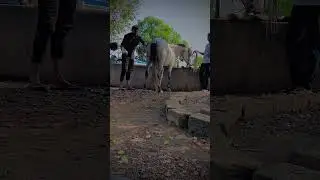 Horse bath time