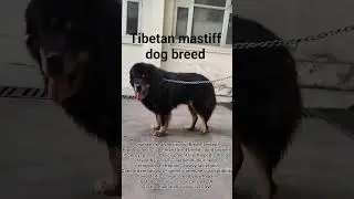 Tibetan mastiff dog breed #cat #vet #dog #petlovers