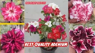 Adenium plant best quality!best colours!best price! online sale...#adenium #desertrose #new