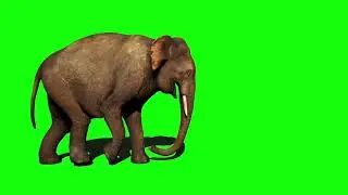Elephant green screen video, elephant dance green sceer video, elephant walking green screen video