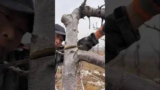 Cherry Tree Pruning: The Secret to Bigger & Sweeter Cherries!#satisfyingvideo #pruning #shorts