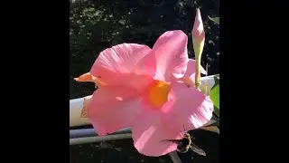 Vlog #6  Bithaca's Gnome Garden: The challenges