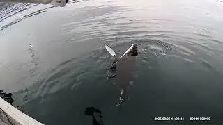 15 Minutes of Fishing and Swearing - Deep Six Diver - Pink Salmon