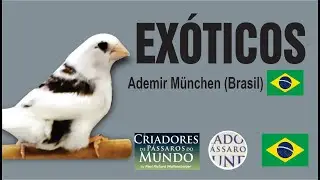 Criadouro Pássaro Feliz - Exóticos