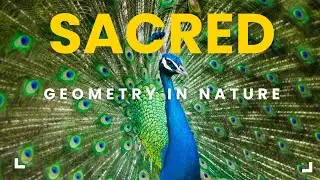 🌿 What Is Sacred Geometry? | Sacred Geometry in Nature &ndash; Lesson 1 🌀