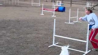 Dog Max Inc Agility Class Jan 4, 2011b