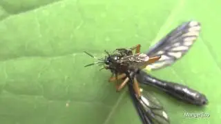 Dioctria oelandica unsuccesful prey capture