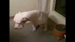 Curious Great Dane
