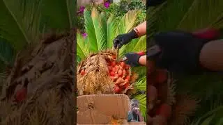 #satisfying #ruralharvest #farmin #rurallife #vegetables #naturerurallife #enjoyrurallife #farming