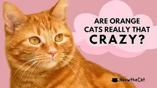Are Orange Cats Really That Crazy ? #orangecat #orangecats #funnycats  #crazy #crazycat